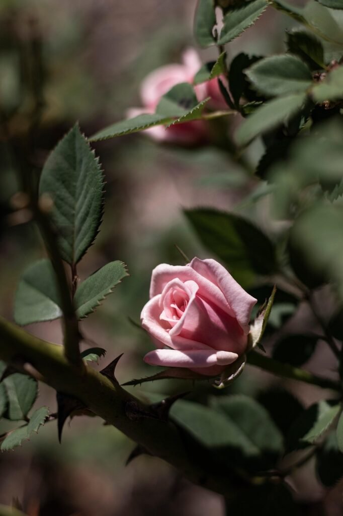rose, pink rose, rose flower, flower, pinkflower, beautiful flowers, rose thorns, flower background, blooming, blossoming, flower wallpaper, flora, nature