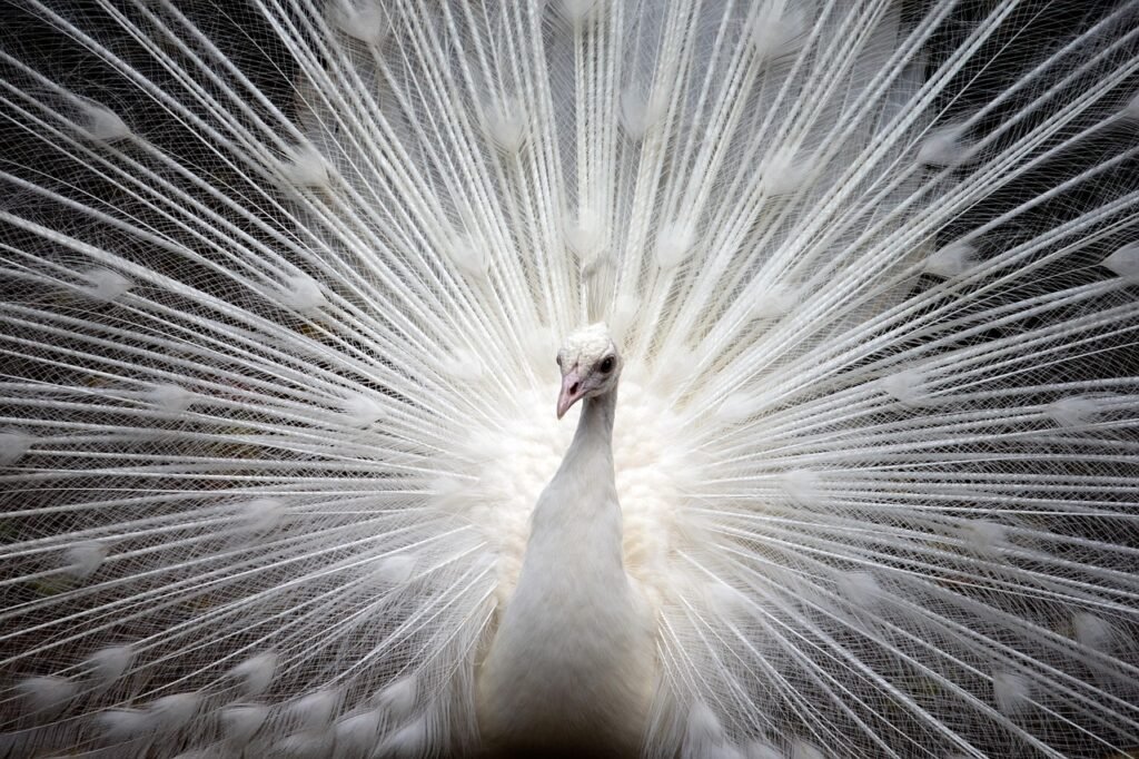 peacock, white, bird, nature, beautiful, feather, vibrant, elegant, plumage, exotic, male, tail, gray nature, gray beauty, gray birds, gray natural, white, bird, bird, vibrant, vibrant, vibrant, vibrant, vibrant, elegant, elegant, elegant, exotic, tail