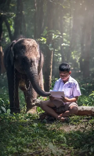 Boy with a computer and elephant